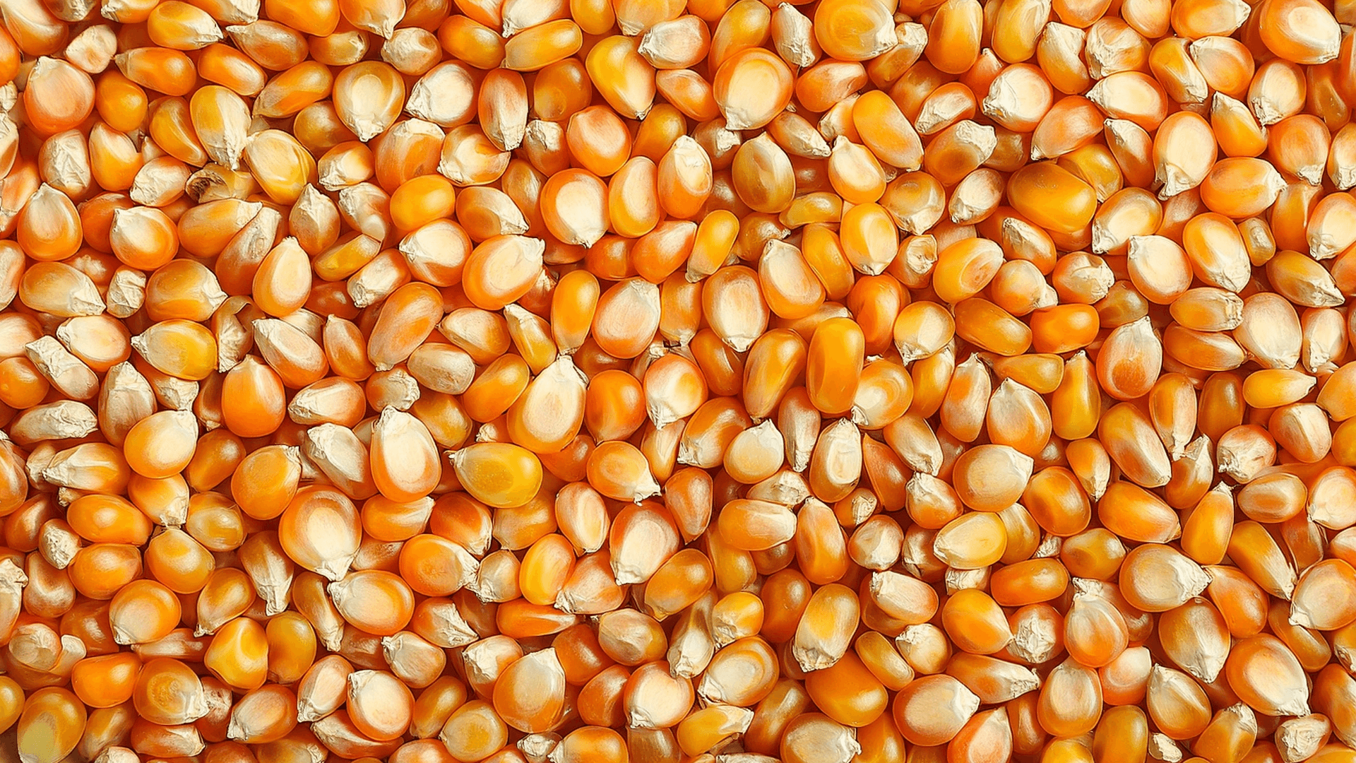 Popcorn