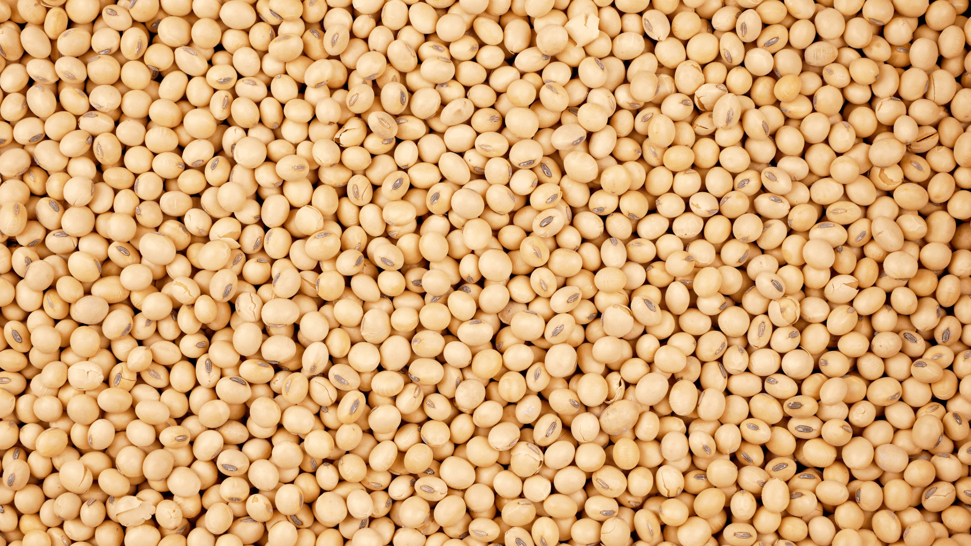 Soy