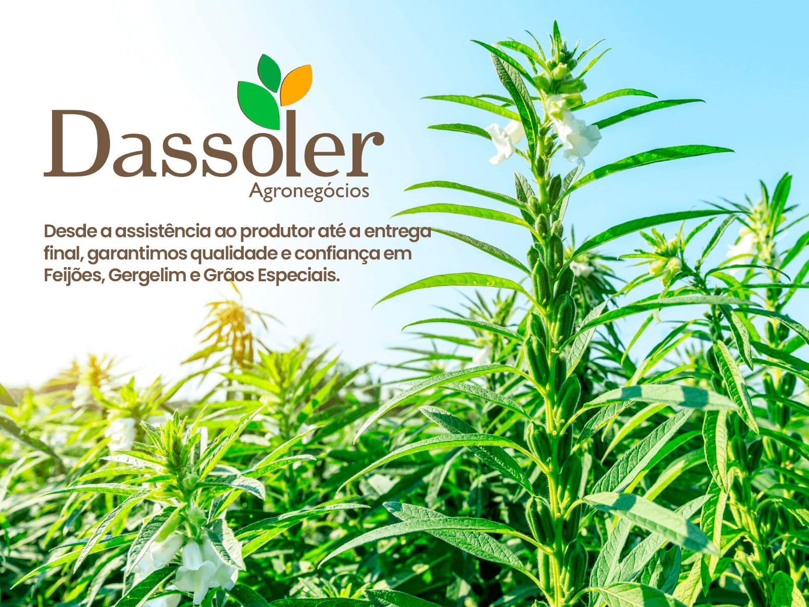 Dassoler Agronegocios