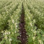 Plantação de gergelim