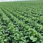 Plantação de Feijão